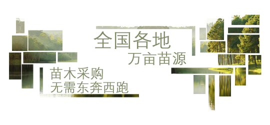 幼苗网站banner图