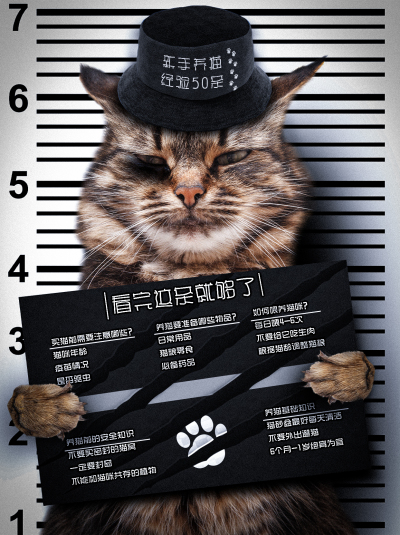 海报---新手养猫指南