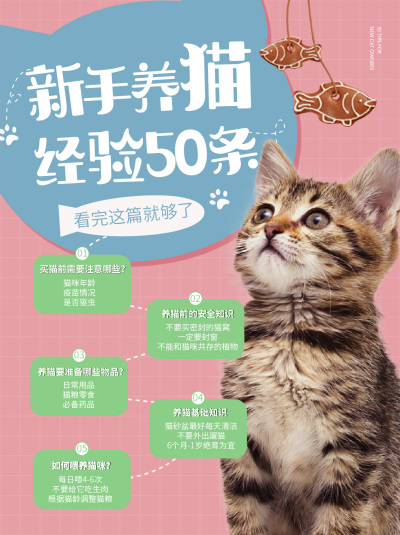 海报---新手养猫指南